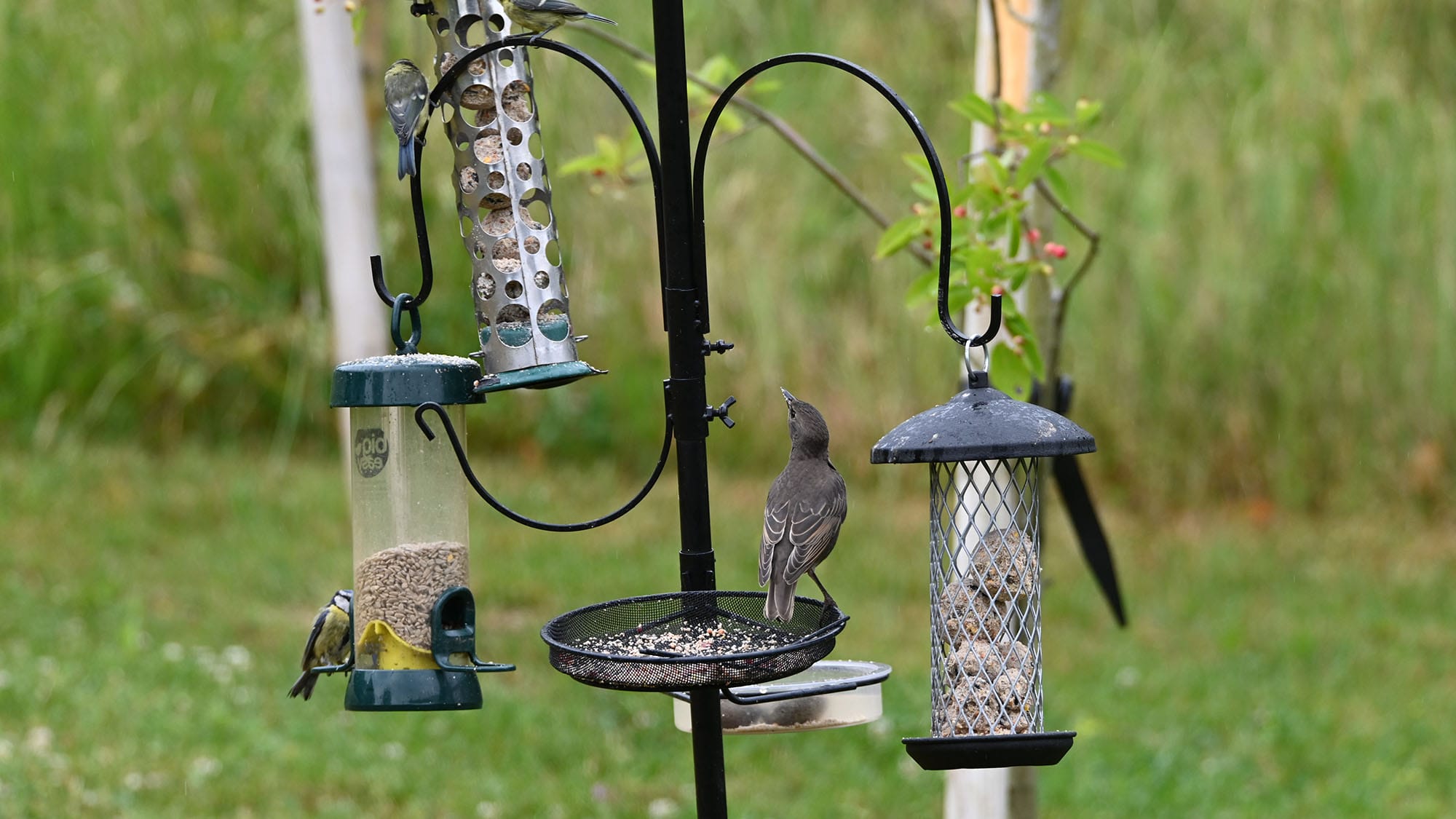 How to Hang a Bird Feeder without a Tree: Complete Guide