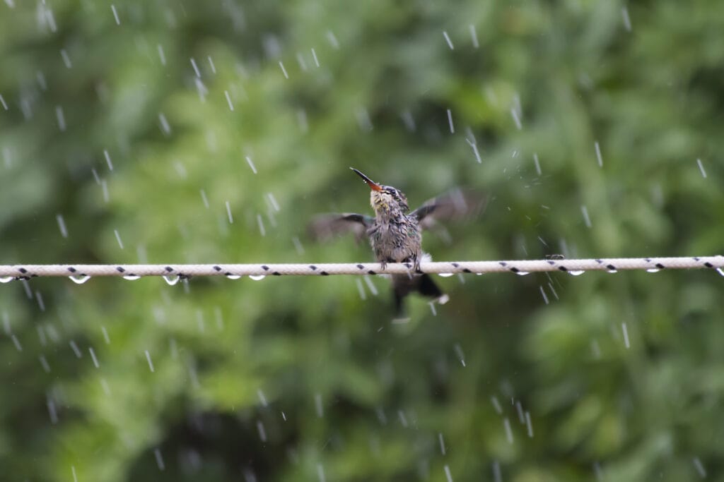 hummingbird taking a shower in the rain