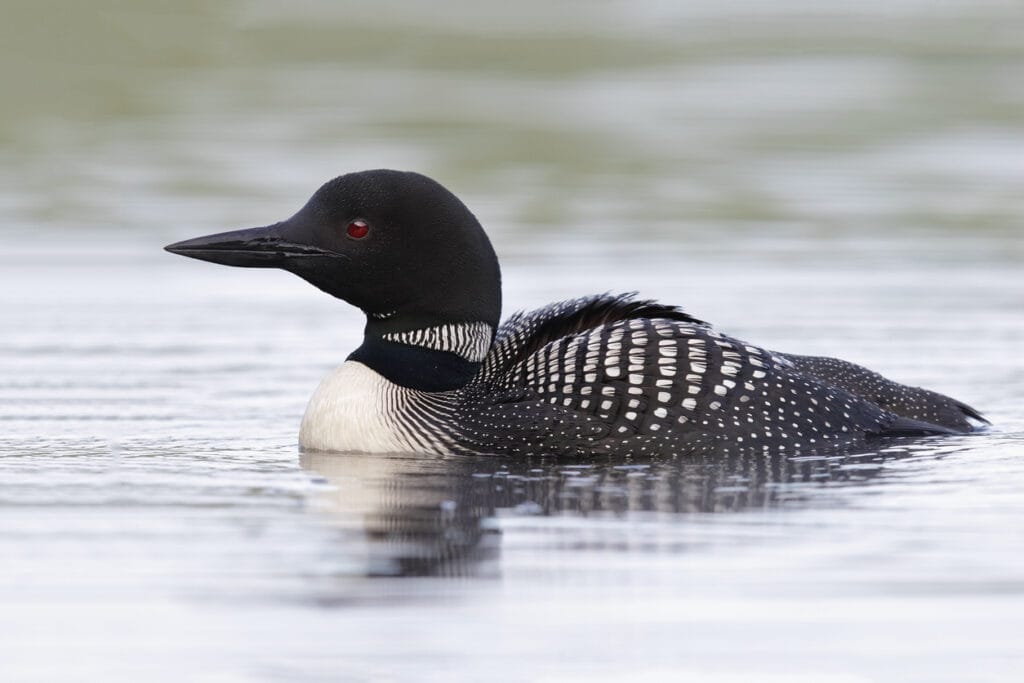 loon swimming