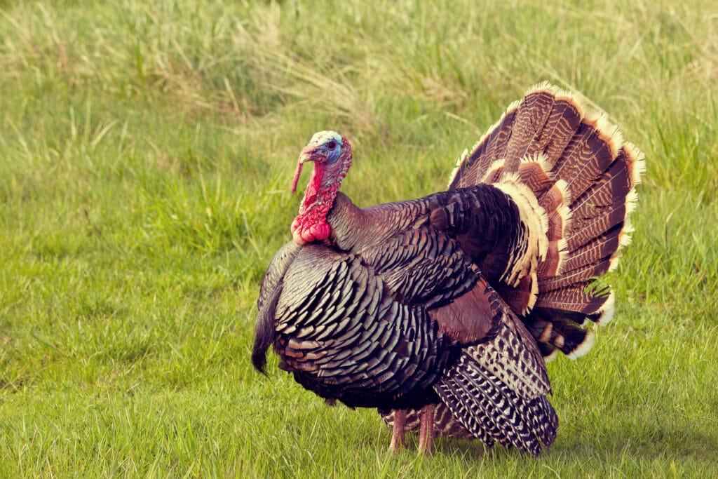 male turkey 