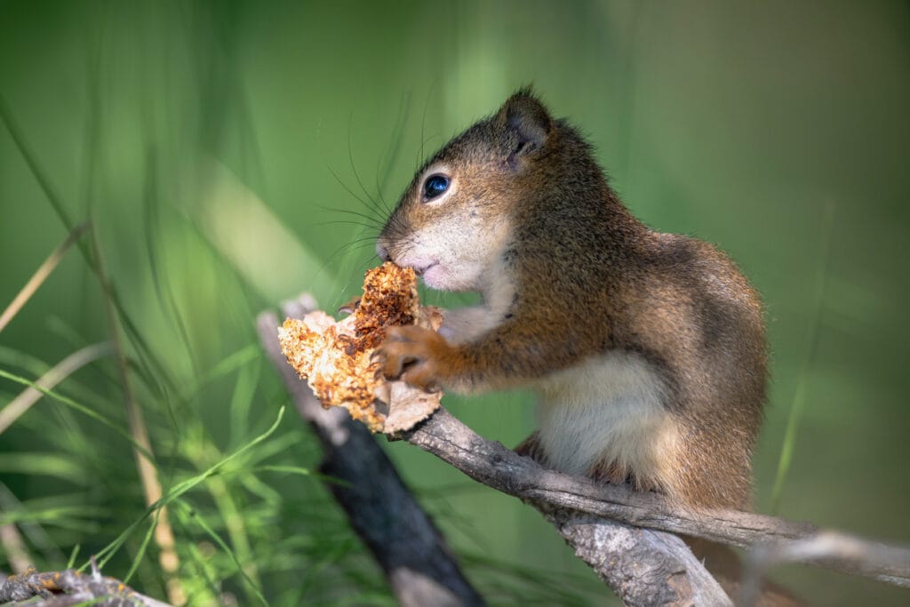 Squirrel with Walnut