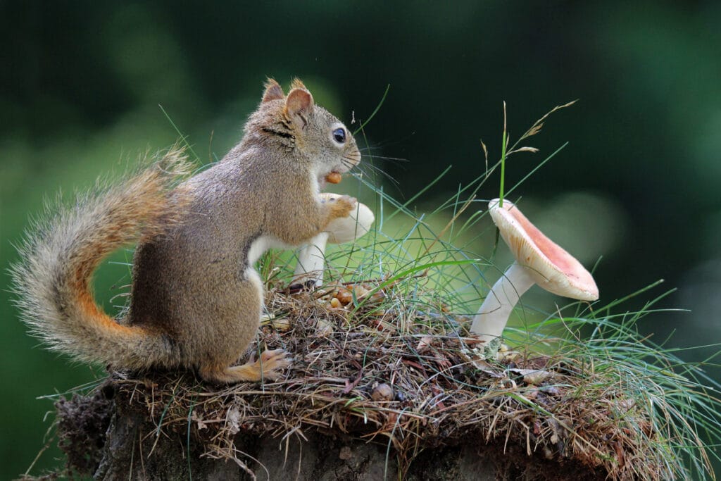 Squirrel with a Toadstool