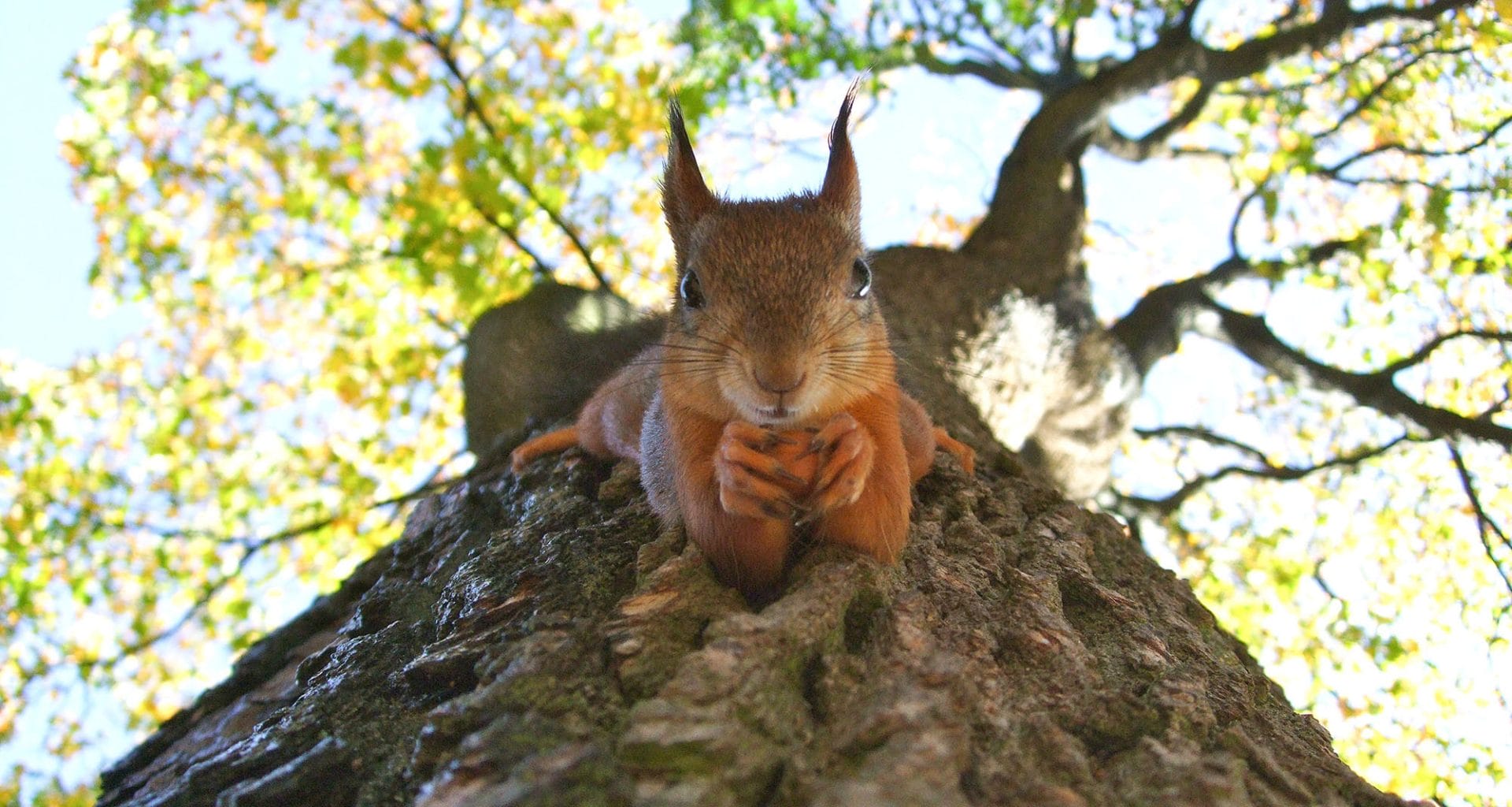 do squirrels eat mealworms