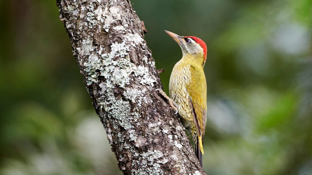 how to scare woodpeckers away from your house