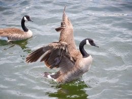sounds that scare away geese
