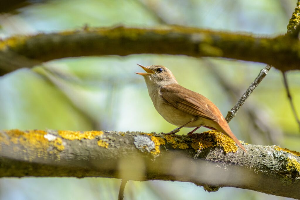 A Common Nightingale sings