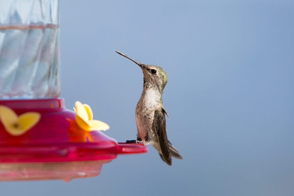 A female Anna's hummingbird drinks from a feeder