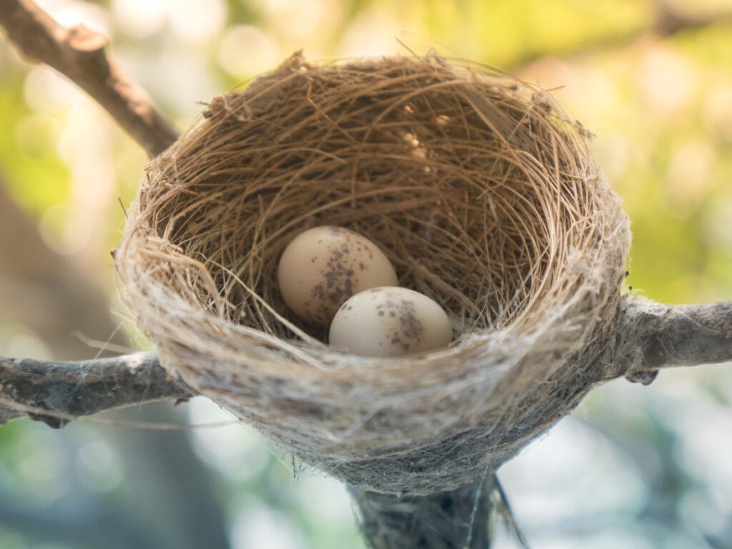 Bird nest on branch with easter eggs for Easter