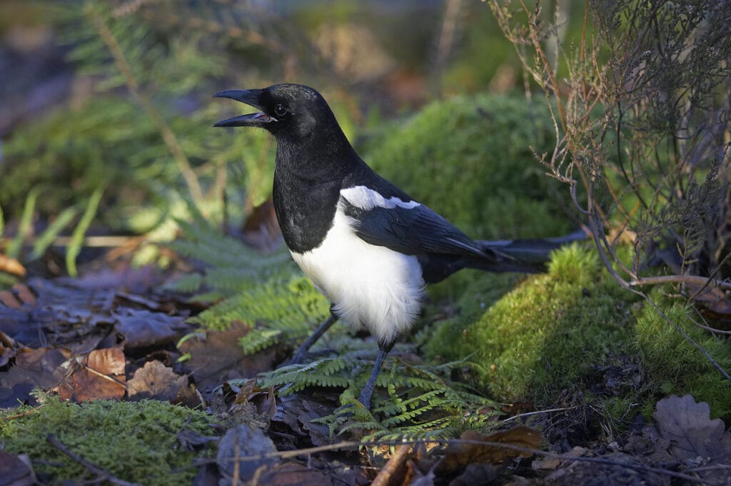 Black Billed Magpie or European Magpie