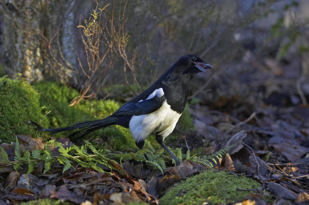 Black billed Magpie