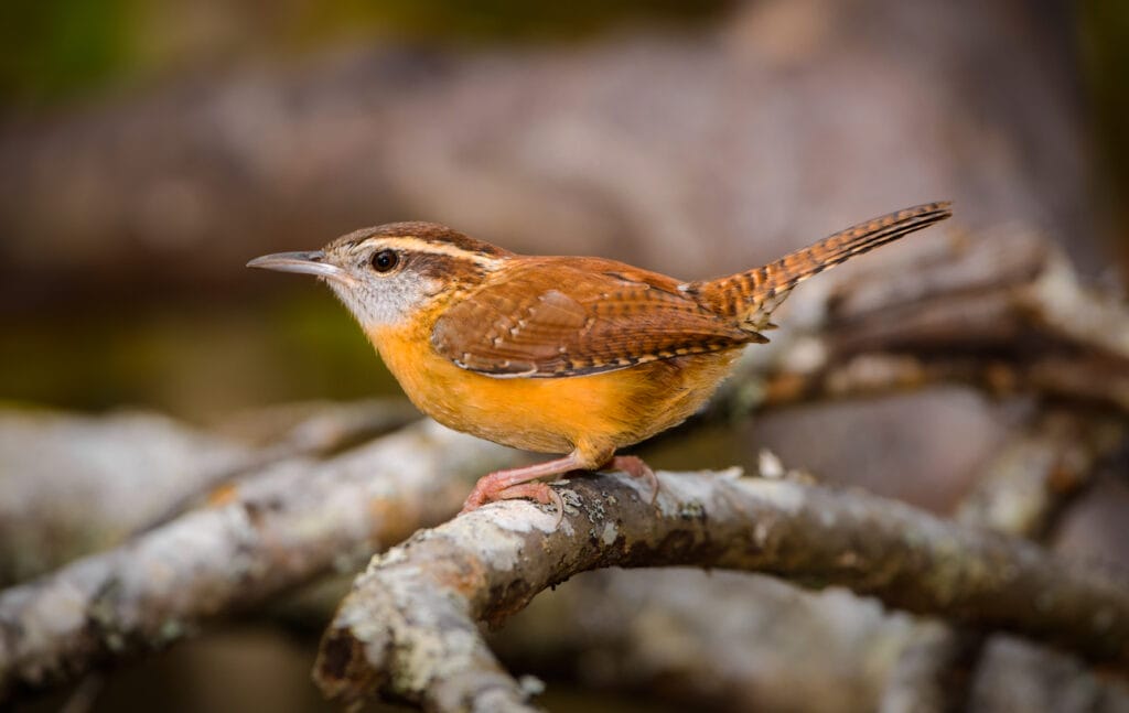 Carolina Wren on a perch