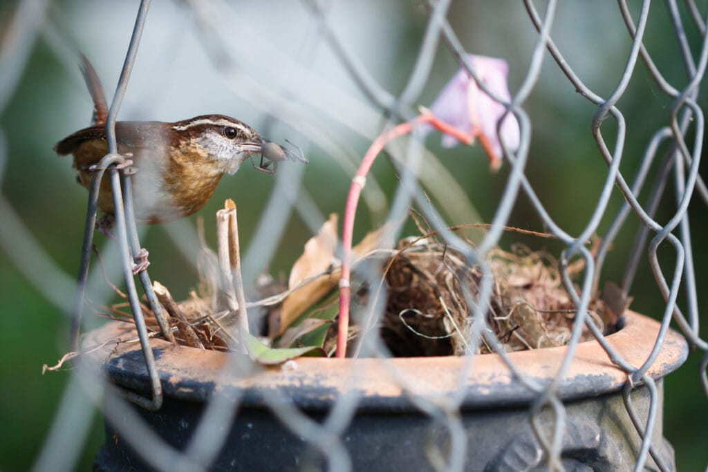 Carolina Wren takes brings food to her babies