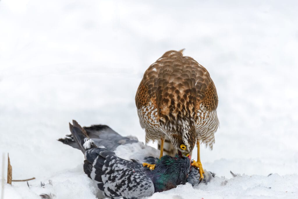 Eurasian Sparrowhawk caught a pigeon