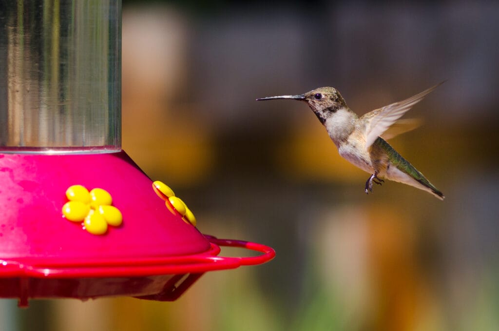 Hummingbird in flight by a feeder