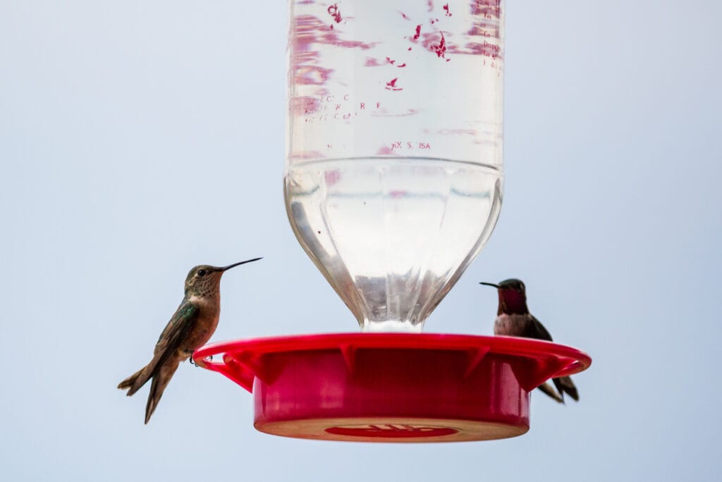Hummingbirds drinking from a house feeder