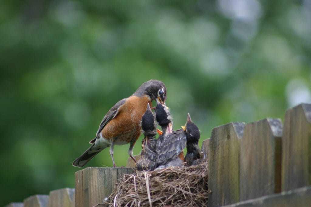 Mother robin feeding her young