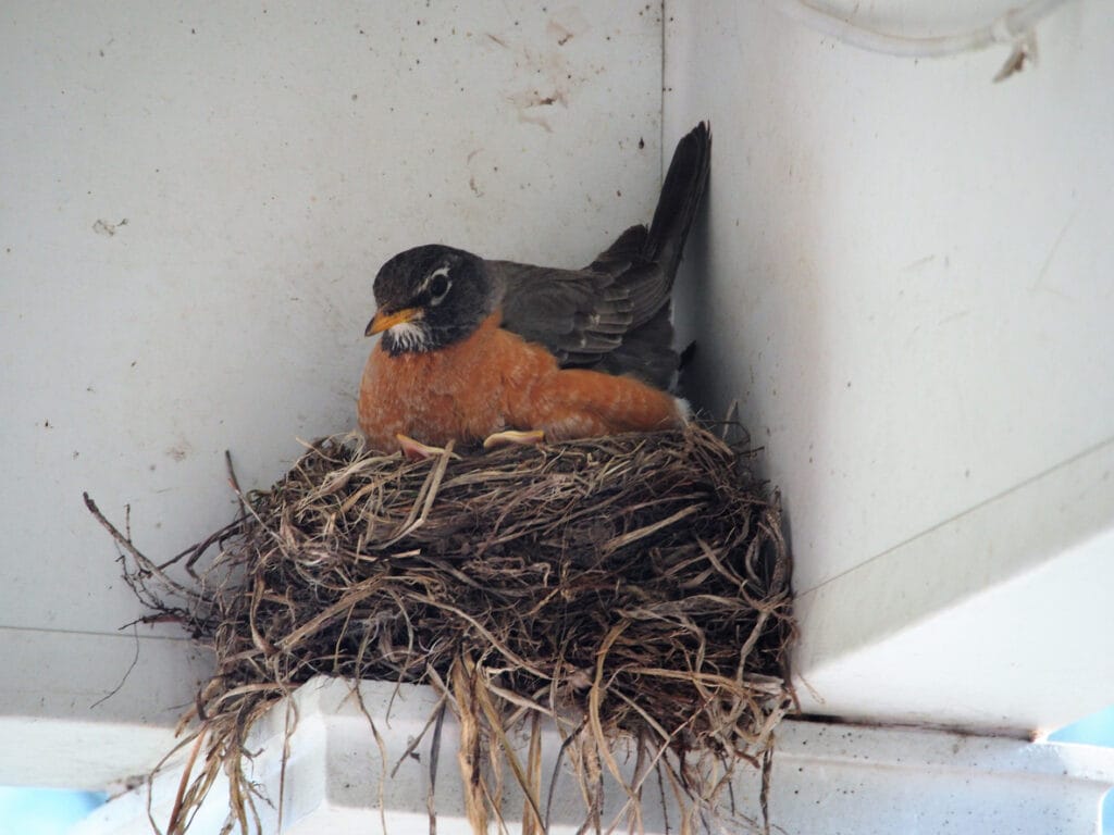 Robin in Nest with Two Chicks in a Corner of a White Structure