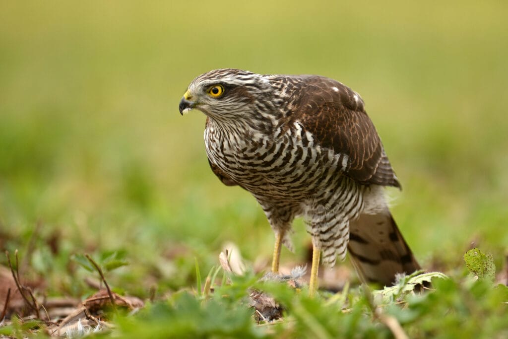 Sparrowhawk