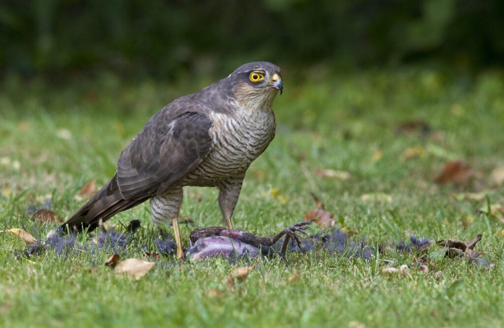 Sparrowhawk on it's kill