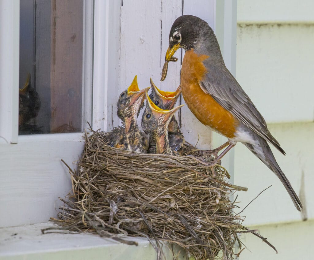 This robin is feeding her babies