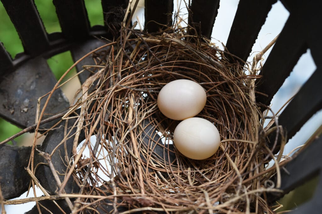 Two Dove eggs in nest