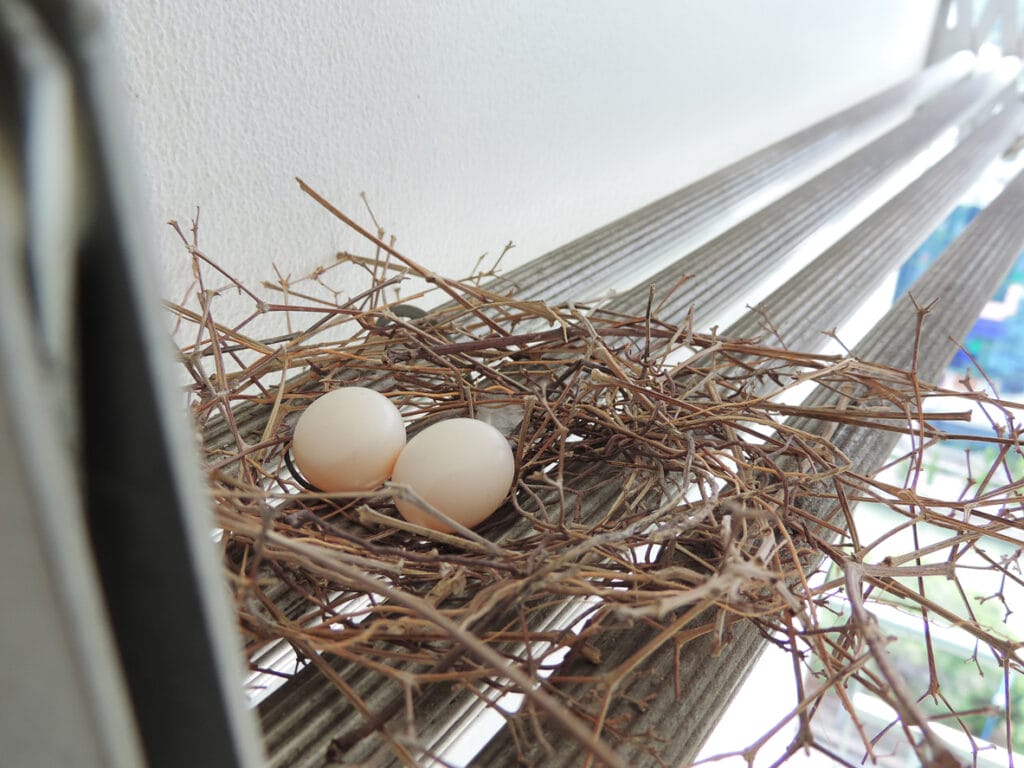 Two eggs of red collared dove birds in the nest