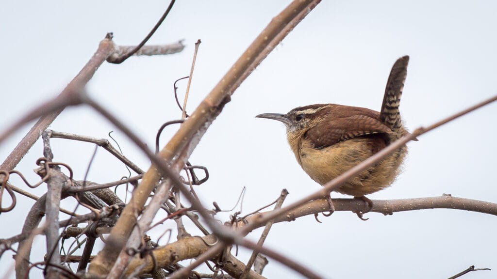 Wren singing its song