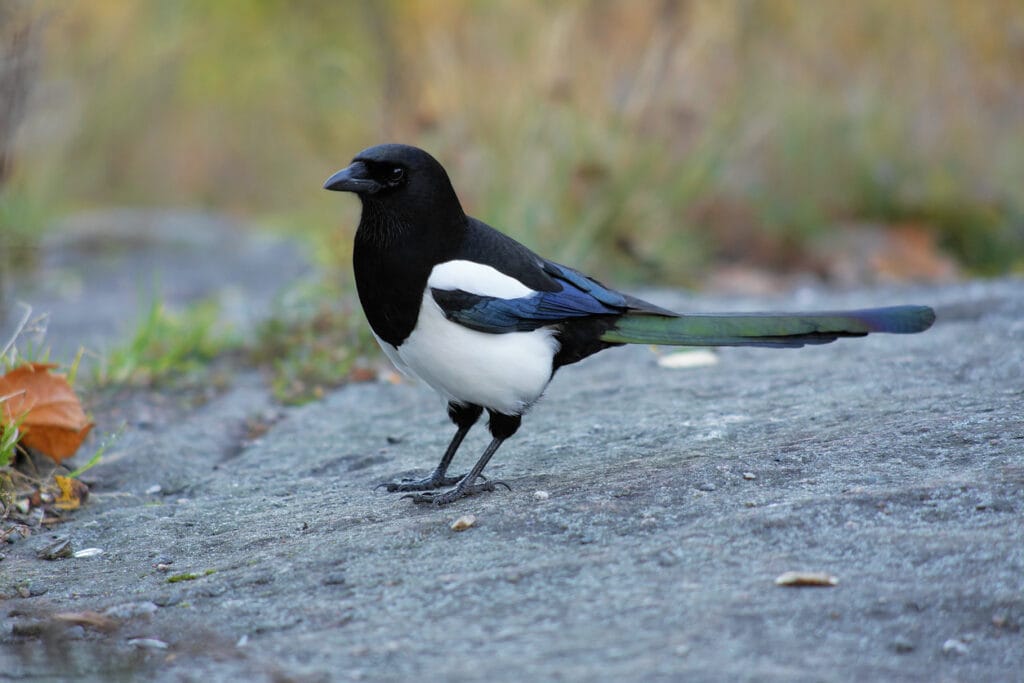 Young magpie 