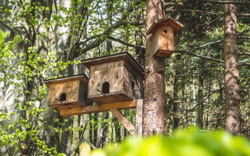 best bird safe wood treatment