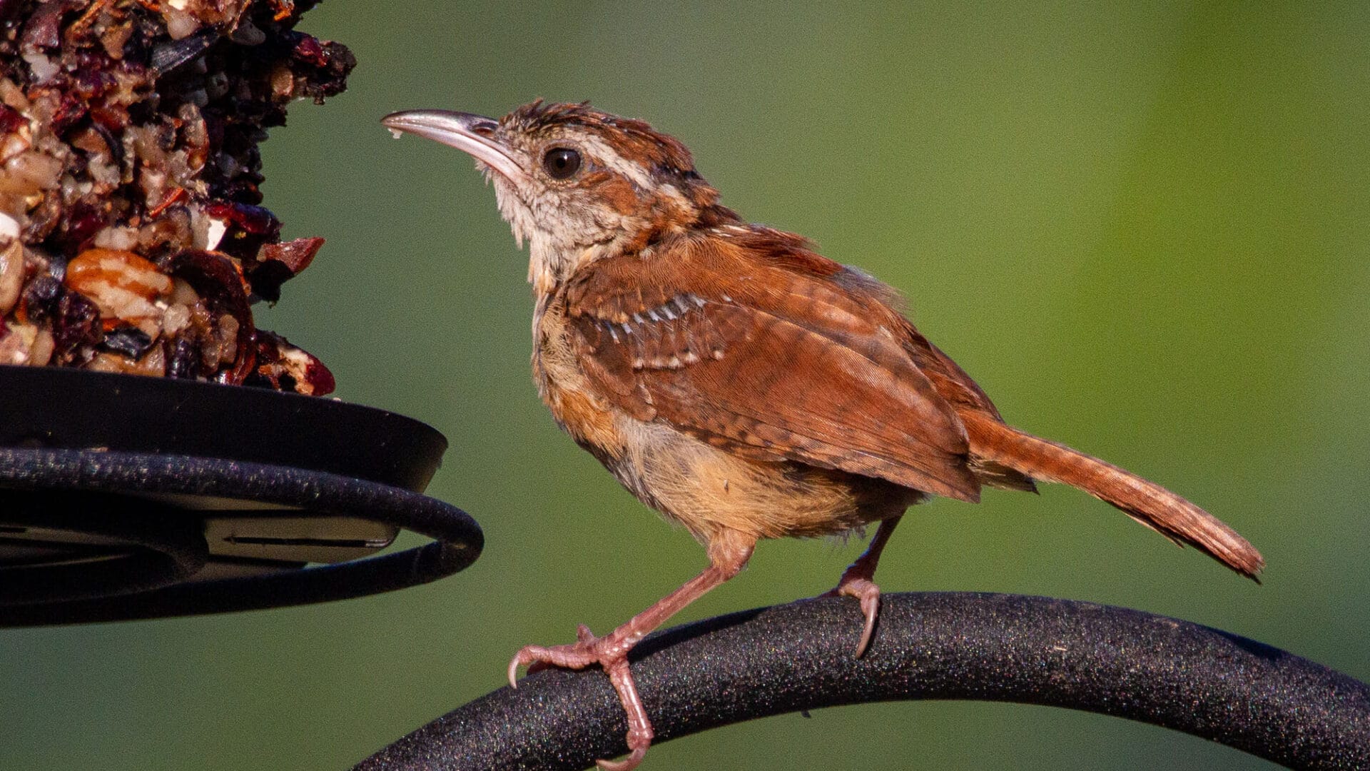 do Carolina Wrens reuse their nests