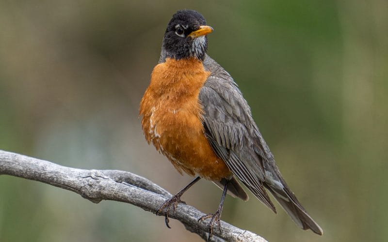 american robin perched