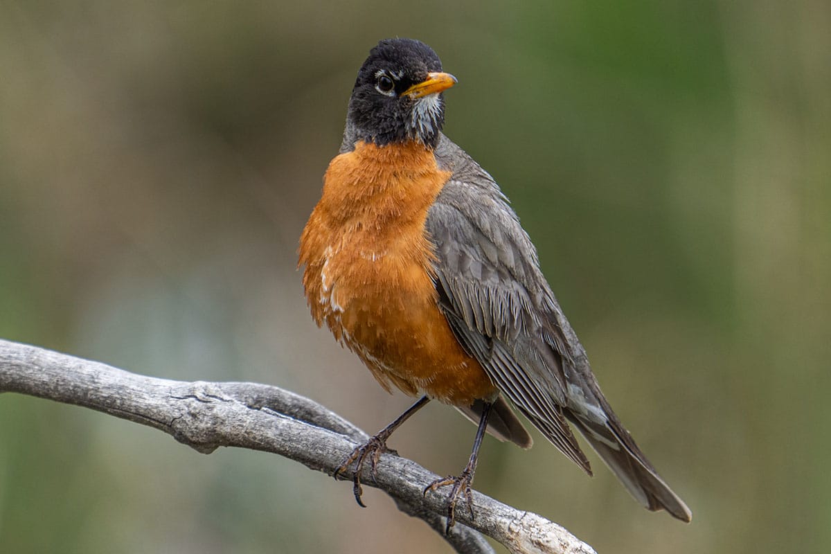 american robin perched