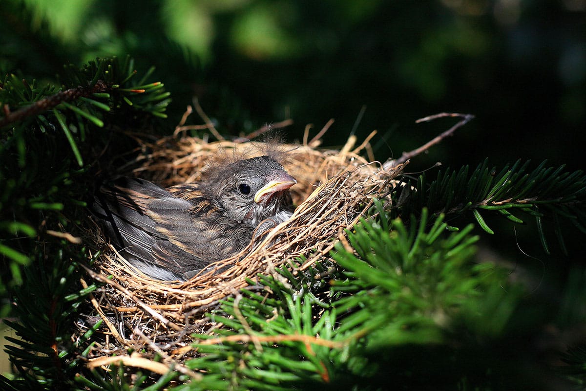 how to keep birds from nesting on outdoor speakers