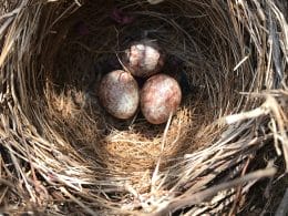 how to move a bird's nest with eggs