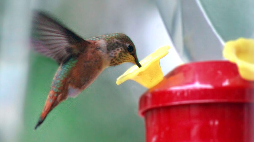 how to sterilize hummingbird feeders