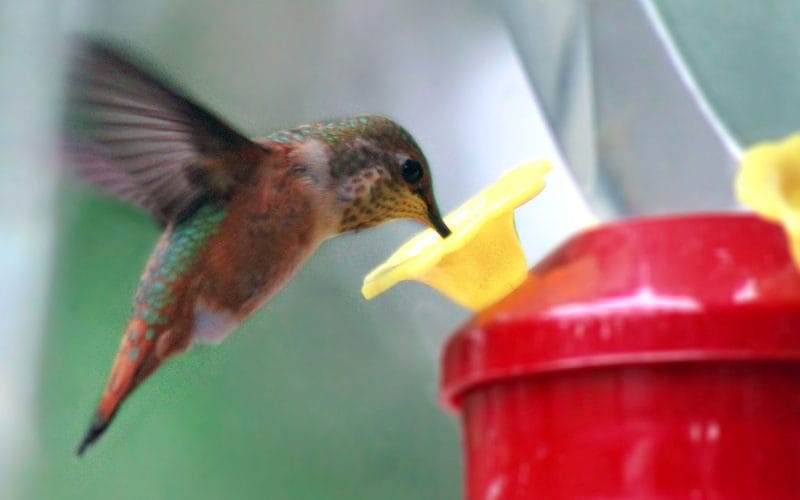 how to sterilize hummingbird feeders