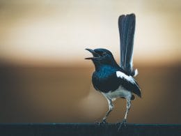 how to stop magpies singing at night