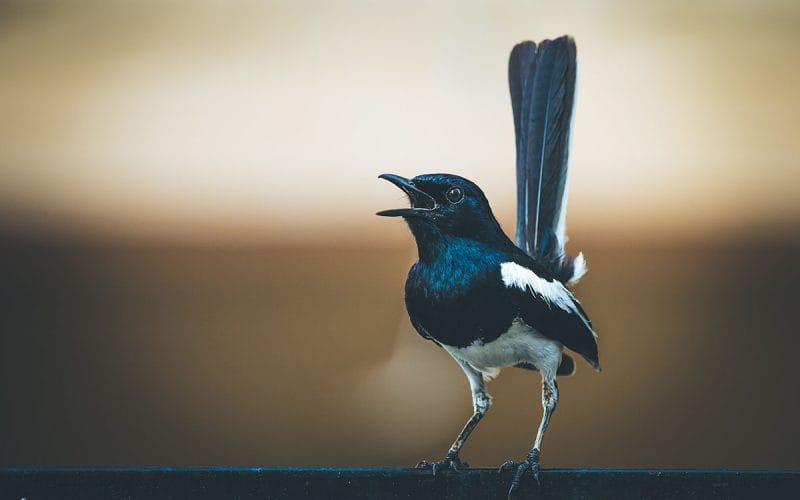 how to stop magpies singing at night