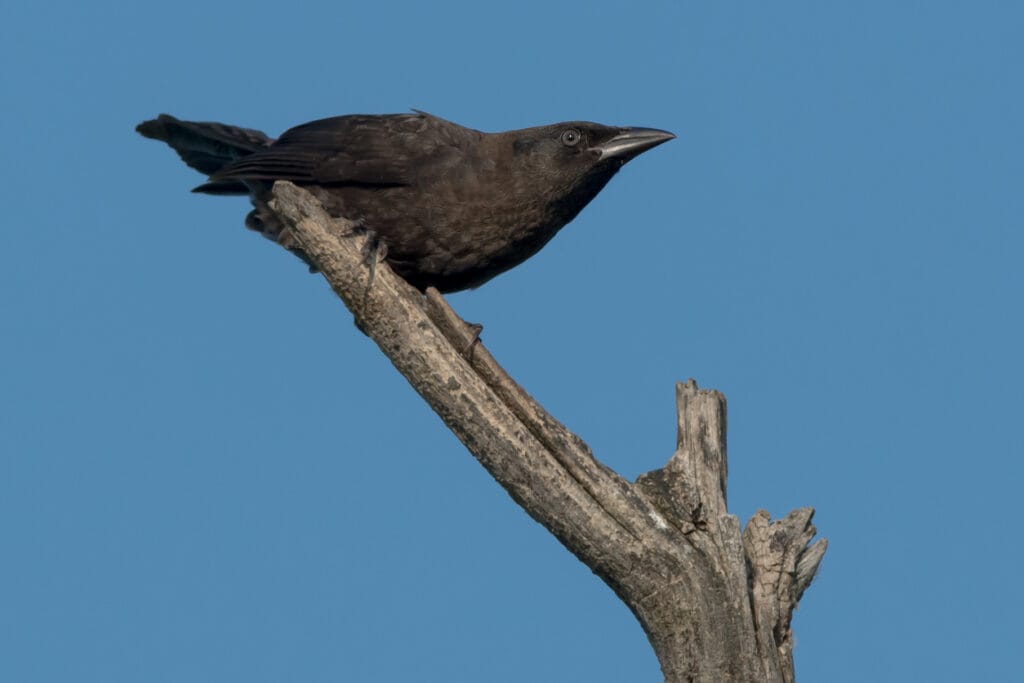 American Crow