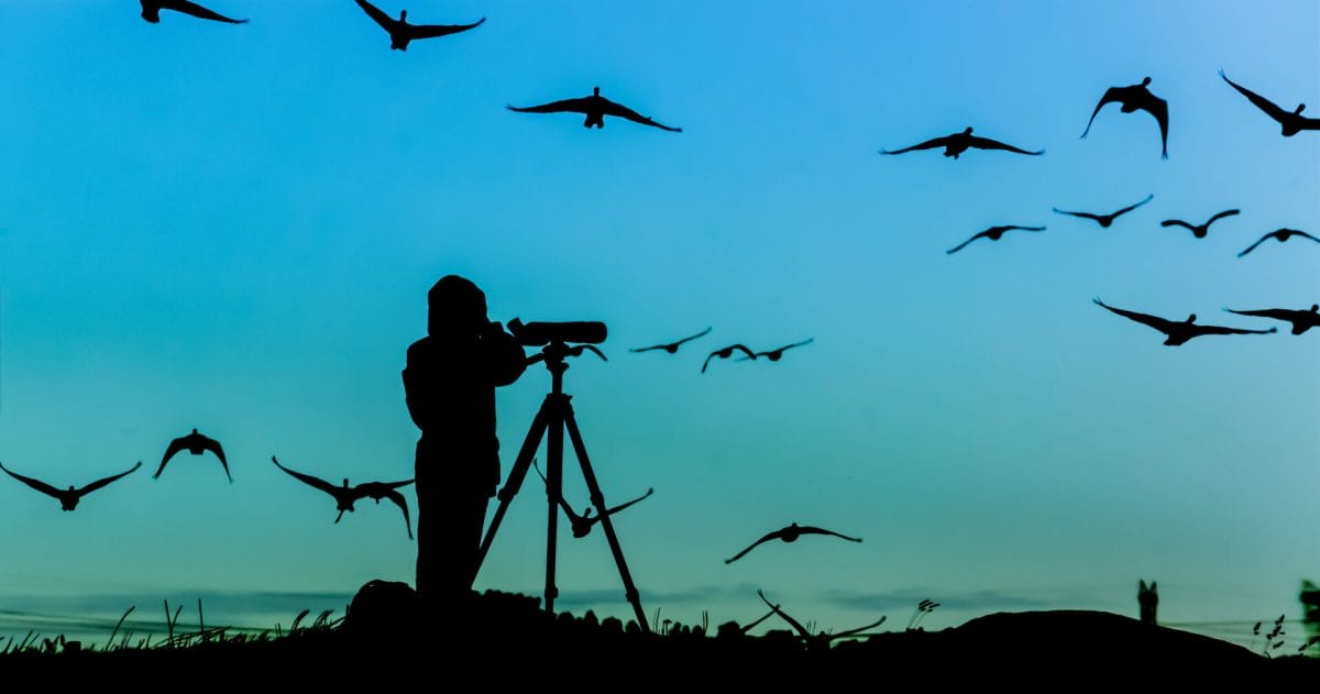 Bird Watcher Silhouette