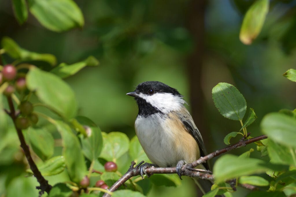 Black-Capped Chickadee