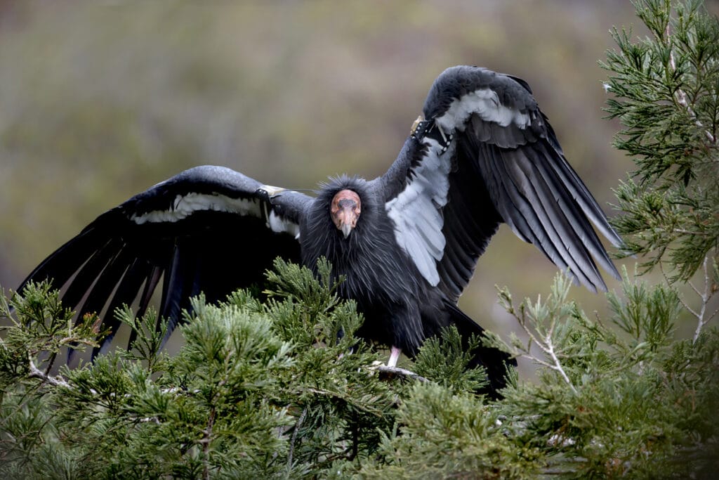 California Condor