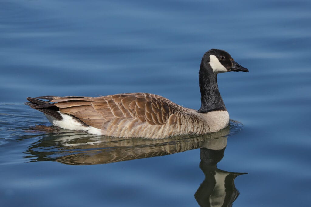 Canada Goose 