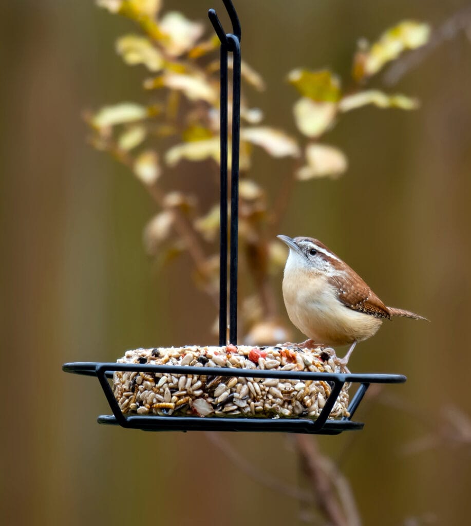 Carolina wren