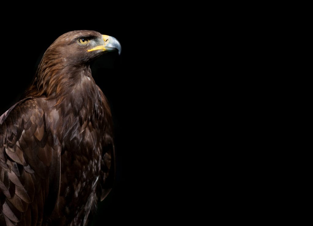 Golden Eagle