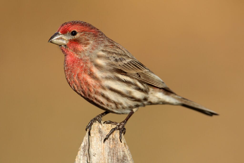 house finch