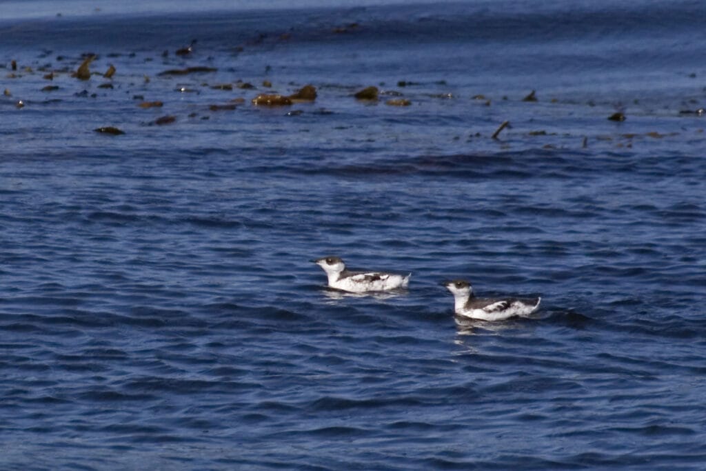 Marbled Murrelets