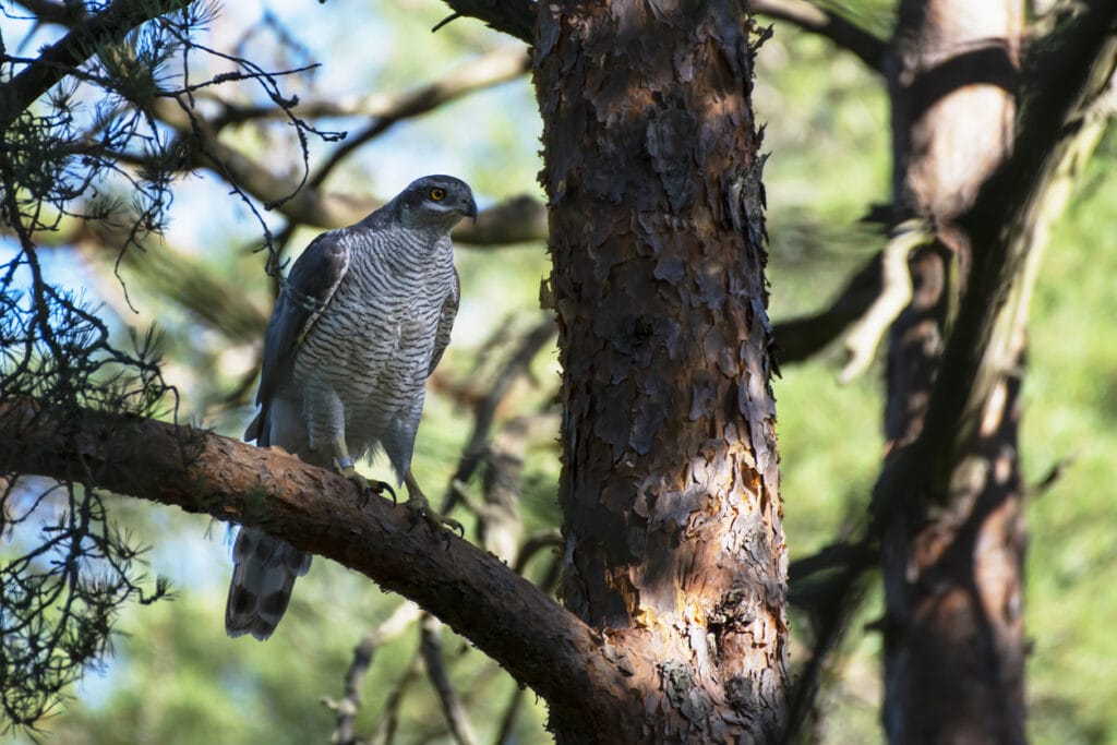 Northern Goshawk