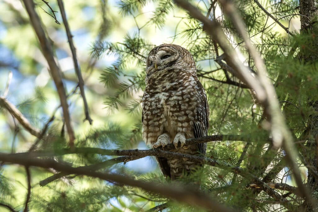 Spotted Owl roosting