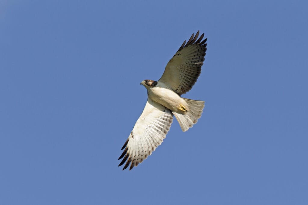 Short-tailed Hawk